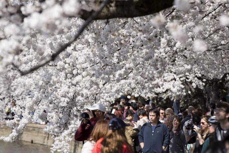 عصبانیت ژاپنی ها از هجوم گردشگران چینی در فصل شکوفه های گیلاس