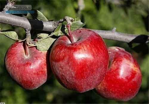 لزوم پرداخت مشوق های صادراتی به صادر کنندگان سیب درختی آذربایجان لزوم پرداخت مشوق های صادراتی به صادر کنندگان سیب درختی آذربایجان غربی