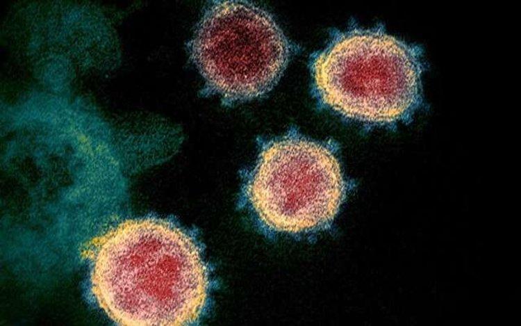 نزدیک ترین خویشاوند کروناویروس جدید پیدا شد