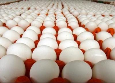 فراوری حدود 11 هزار و 500 تن تخم مرغ