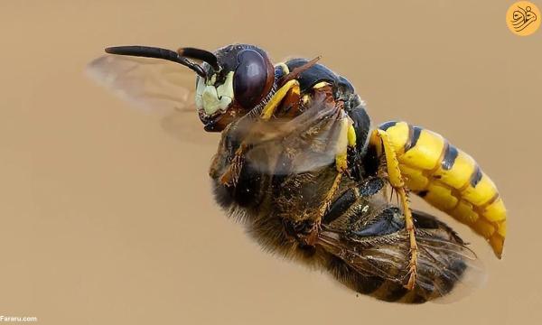 عکس روز حیات وحش؛ شکار حیرت انگیز زنبور عسل به وسیله گرگ زنبور