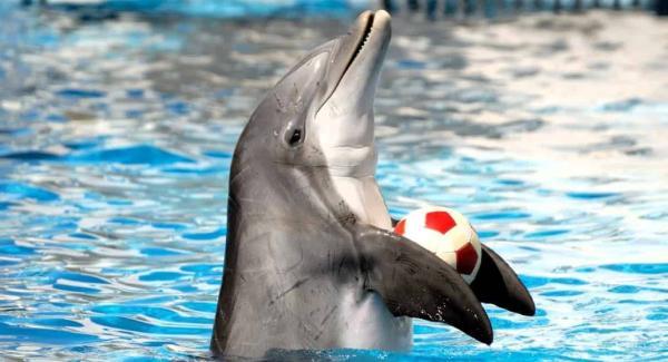 آشنایی با پارک دلفین کیش