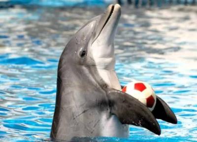 آشنایی با پارک دلفین کیش